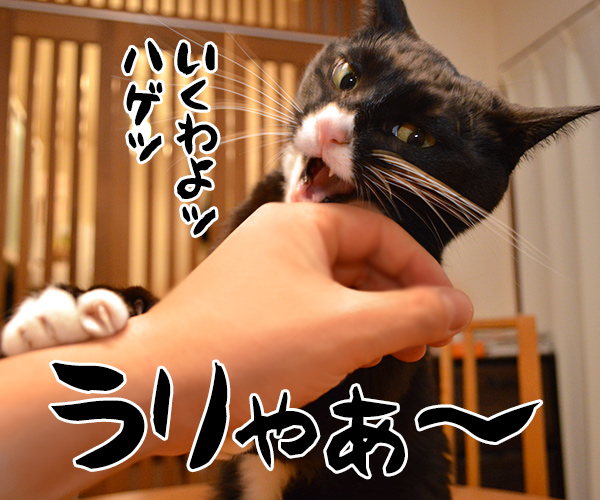 猫が噛む理由　猫の写真で４コマ漫画　２コマ目ッ