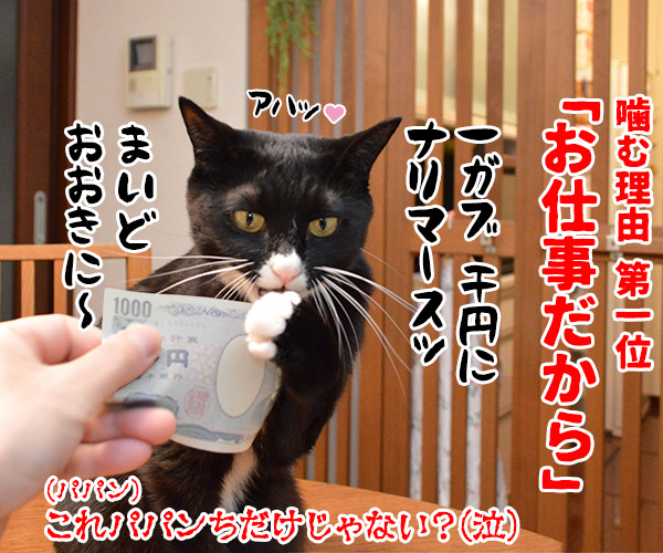 猫が噛む理由　猫の写真で４コマ漫画　４コマ目ッ