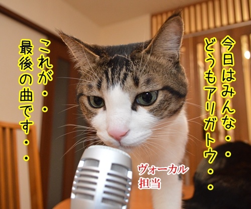 ライブハウス パパンちにようこそッ　猫の写真で４コマ漫画　２コマ目ッ