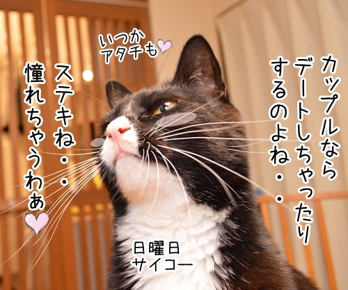 今年のバレンタインデーは日曜日　猫の写真で４コマ漫画　３コマ目ッ