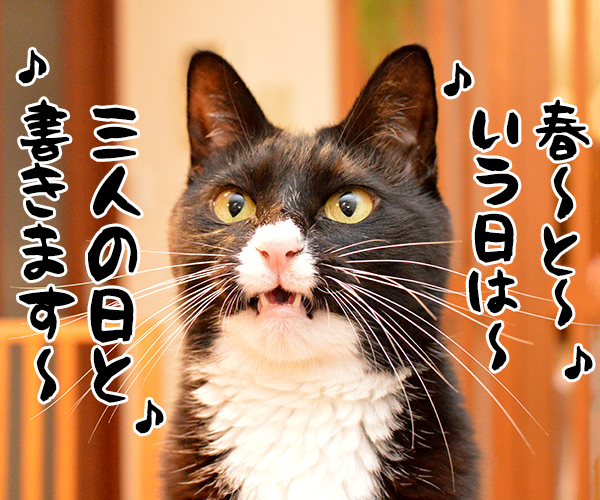 昨日は春の陽気でした　猫の写真で４コマ漫画　２コマ目ッ