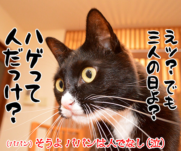 昨日は春の陽気でした　猫の写真で４コマ漫画　４コマ目ッ