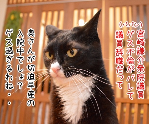 ゲス不倫議員は辞職しちゃったね　猫の写真で４コマ漫画　１コマ目ッ