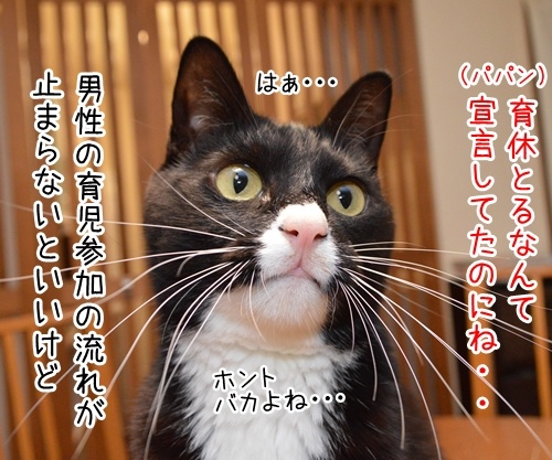 ゲス不倫議員は辞職しちゃったね　猫の写真で４コマ漫画　２コマ目ッ