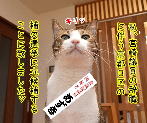 ゲス不倫議員は辞職しちゃったね　猫の写真で４コマ漫画　３コマ目ッ