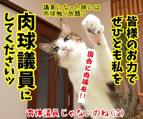 ゲス不倫議員は辞職しちゃったね　猫の写真で４コマ漫画　４コマ目ッ