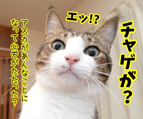 あのチャゲが……　猫の写真で４コマ漫画　２コマ目ッ