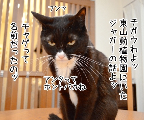 あのチャゲが……　猫の写真で４コマ漫画　３コマ目ッ