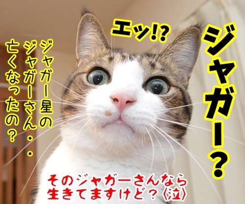 あのチャゲが……　猫の写真で４コマ漫画　４コマ目ッ