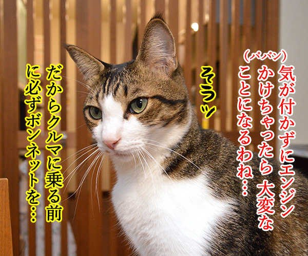 猫バンバン　猫の写真で４コマ漫画　３コマ目ッ