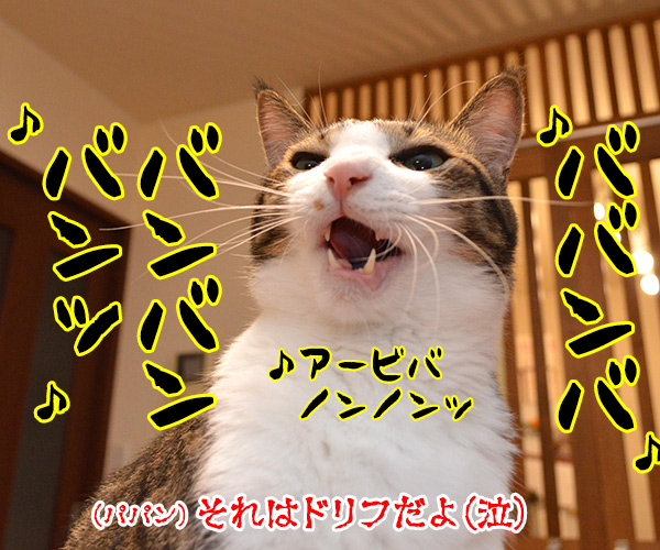 猫バンバン　猫の写真で４コマ漫画　４コマ目ッ