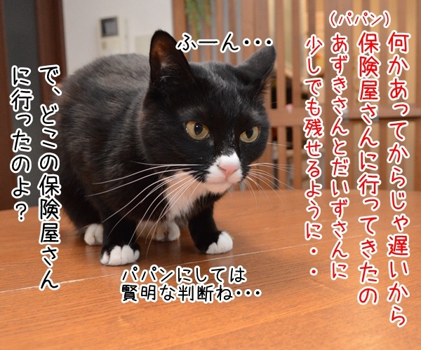 保険に入ろうと思って……　猫の写真で４コマ漫画　１コマ目ッ