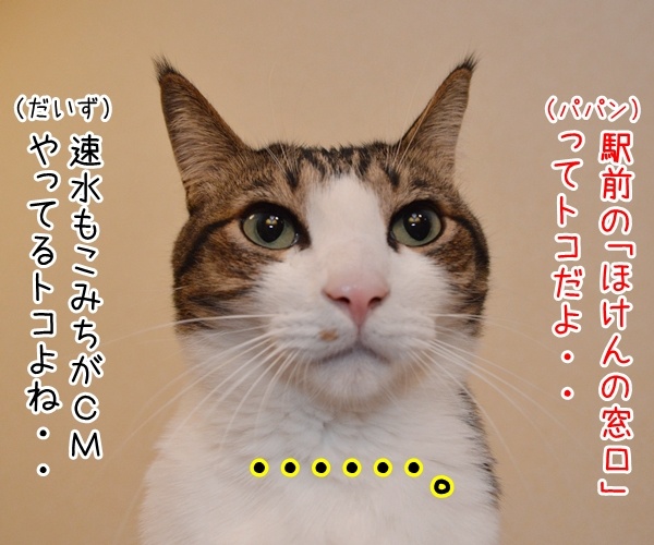 保険に入ろうと思って……　猫の写真で４コマ漫画　２コマ目ッ