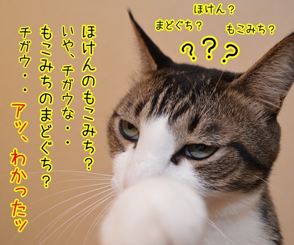 保険に入ろうと思って……　猫の写真で４コマ漫画　３コマ目ッ