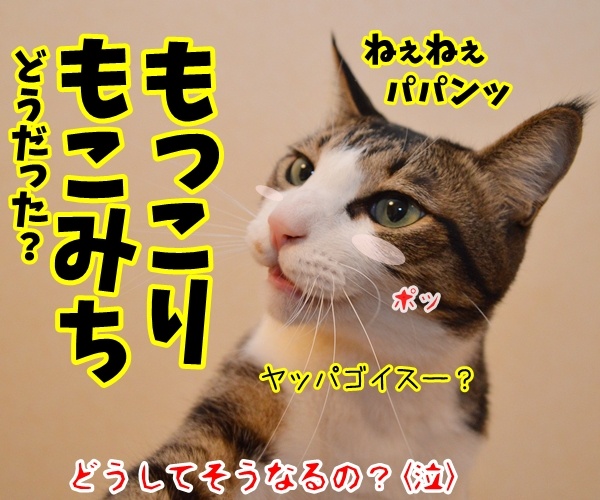 保険に入ろうと思って……　猫の写真で４コマ漫画　４コマ目ッ