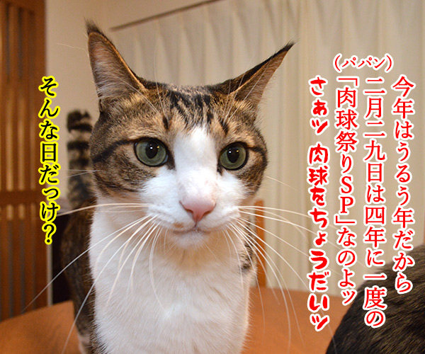 今年はうるう年だから　猫の写真で４コマ漫画　３コマ目ッ