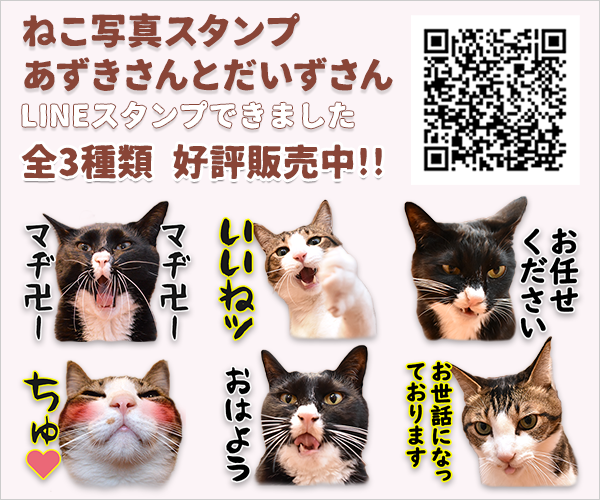 ねこ写真スタンプ　あずきさんとだいずさん LINEスタンプ全3種類 販売中♪