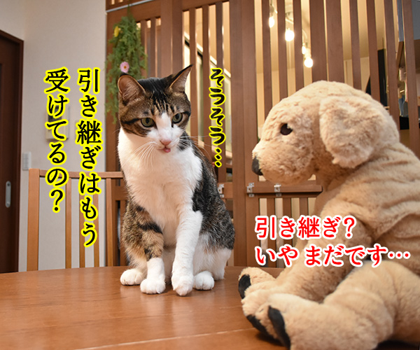 平成30年は戌年なんですってッ　ねこの写真で４コマ漫画　２コマ目ッ