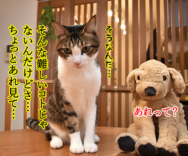 平成30年は戌年なんですってッ　ねこの写真で４コマ漫画　３コマ目ッ