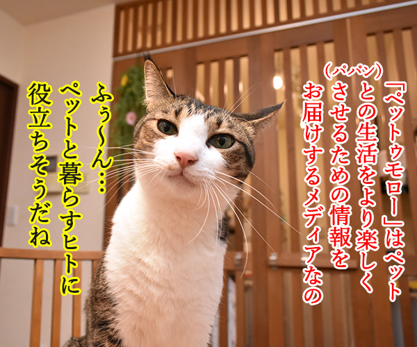 『PETomorrow』で明日もうちの子、元気！