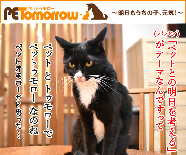 『PETomorrow』で明日もうちの子、元気！　ねこの写真で４コマ漫画　２コマ目ッ