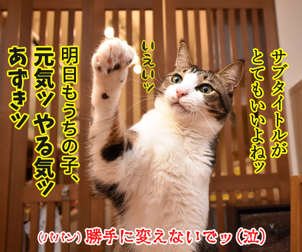 『PETomorrow』で明日もうちの子、元気！　ねこの写真で４コマ漫画　３コマ目ッ