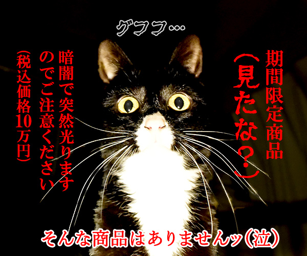 キャットウォールライトでほっこりシャレオツなのッ　ねこの写真で４コマ漫画　４コマ目ッ