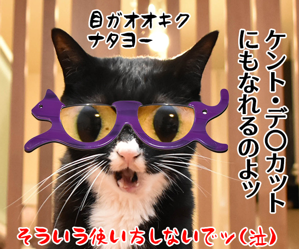 『にゃんグラス』で小さい文字もクッキリなのッ　ねこの写真で４コマ漫画　４コマ目ッ
