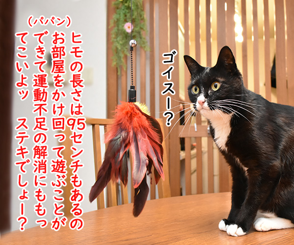 『猫遊び3種セット』の猫じゃらしは…　ねこの写真で４コマ漫画　２コマ目ッ
