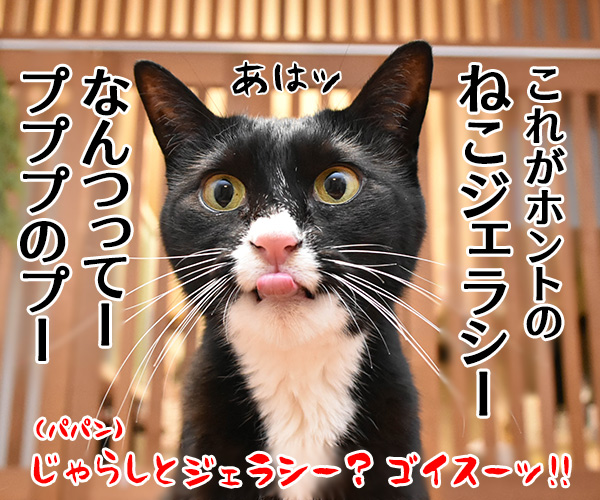 『猫遊び3種セット』の猫じゃらしは…　ねこの写真で４コマ漫画　４コマ目ッ