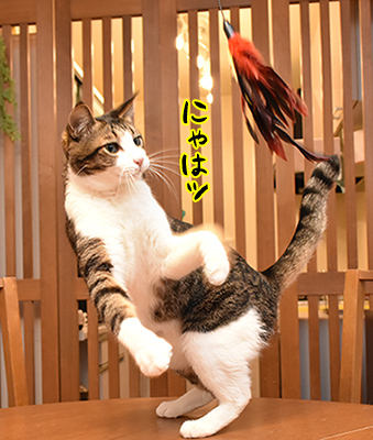 『猫遊び3種セット』の猫じゃらしは…　ねこの写真で４コマ漫画　６コマ目ッ