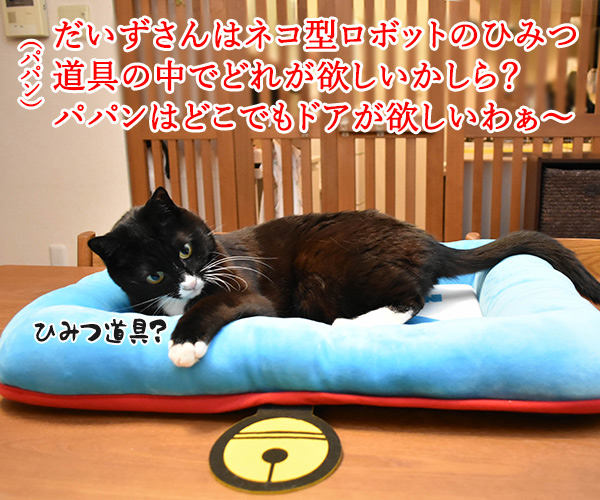 ひみつ道具はどれが欲しいかしら? ねこの写真で4コマ漫画 1コマ目ッ