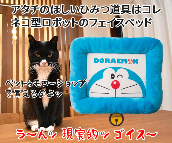 ひみつ道具はどれが欲しいかしら? ねこの写真で4コマ漫画 4コマ目ッ