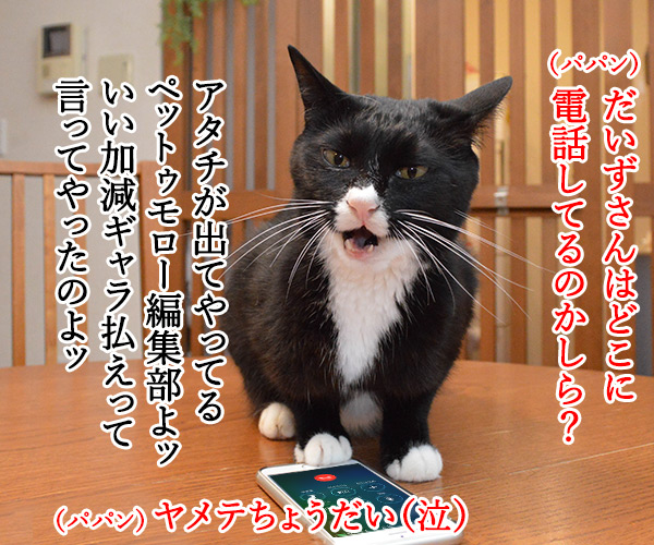 PETomorrowはオモローッ　ねこの写真で４コマ漫画　２コマ目ッ