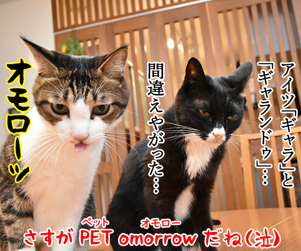 PETomorrowはオモローッ　ねこの写真で４コマ漫画　４コマ目ッ