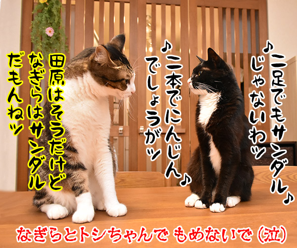 一本でもにんじんなのよッ　ねこの写真で４コマ漫画　４コマ目ッ