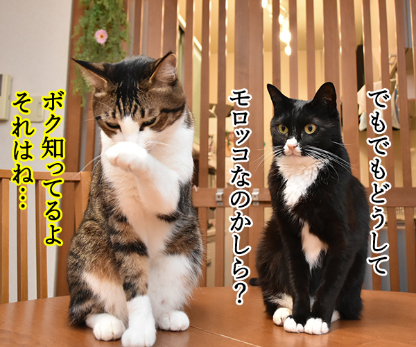 『モロッコヨーグル』のモロッコってなんなのよッ　ねこの写真で４コマ漫画　３コマ目ッ