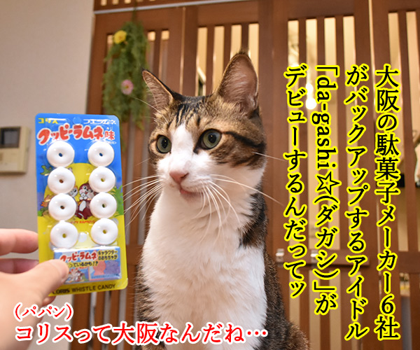 コリス フエラムネはピィピィピィ～なのッ　ねこの写真で４コマ漫画　２コマ目ッ