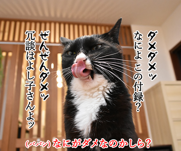 PETomorrowはオモローッ　ねこの写真で４コマ漫画　２コマ目ッ