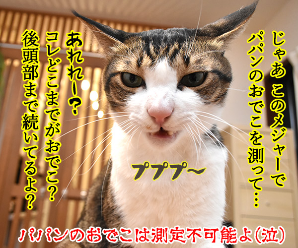 PETomorrowはオモローッ　ねこの写真で４コマ漫画　４コマ目ッ