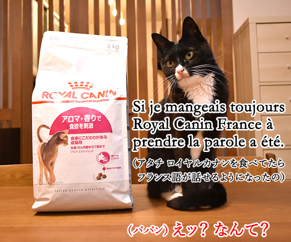ロイヤルカナンは美味しいけど…