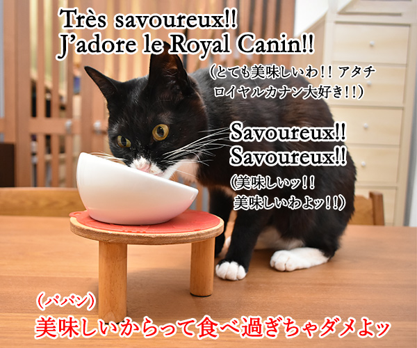 ロイヤルカナンは美味しいけど…　ねこの写真で４コマ漫画　２コマ目ッ