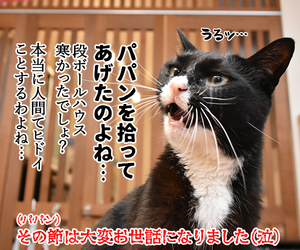 『うちの犬が子ネコ拾いました。』って漫画が人気なのよッ　ねこの写真で４コマ漫画　４コマ目ッ