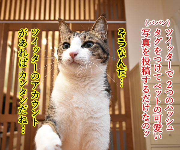 映画「ペット２」の公開記念キャンペーンなんですってッ　ねこの写真で４コマ漫画　２コマ目ッ