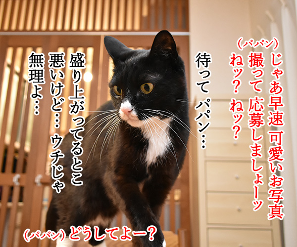 映画「ペット２」の公開記念キャンペーンなんですってッ　ねこの写真で４コマ漫画　３コマ目ッ