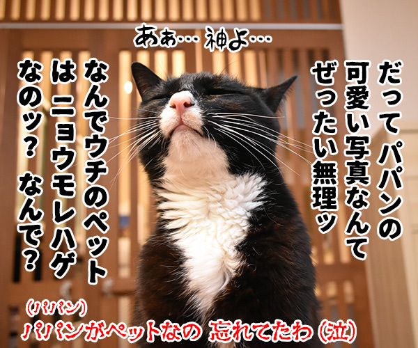 映画「ペット２」の公開記念キャンペーンなんですってッ　ねこの写真で４コマ漫画　４コマ目ッ