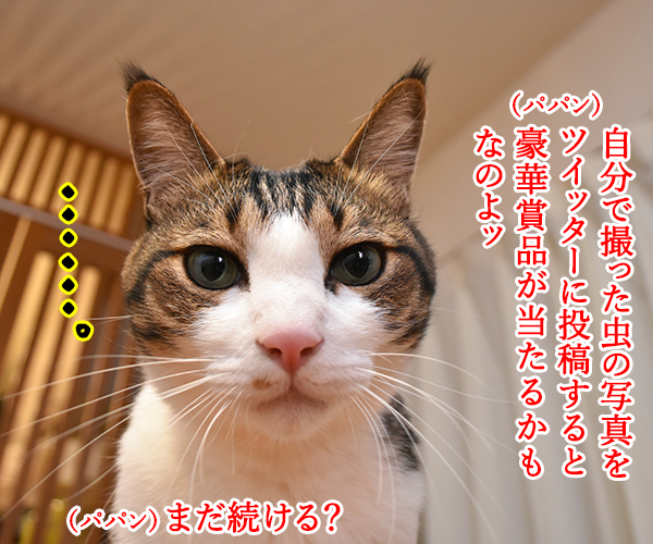 『虫の日コンテスト』に参加しようと思うのッ　ねこの写真で４コマ漫画　２コマ目ッ