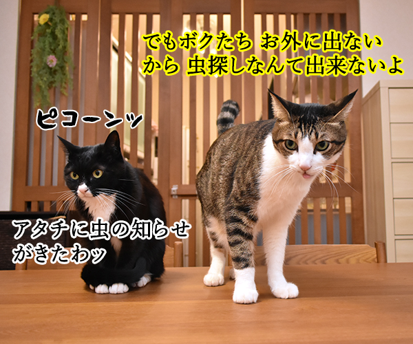 『虫の日コンテスト』に参加しようと思うのッ　ねこの写真で４コマ漫画　３コマ目ッ