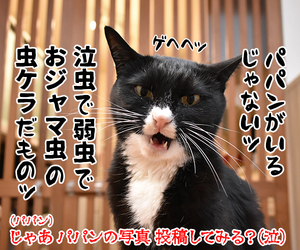 『虫の日コンテスト』に参加しようと思うのッ　ねこの写真で４コマ漫画　４コマ目ッ