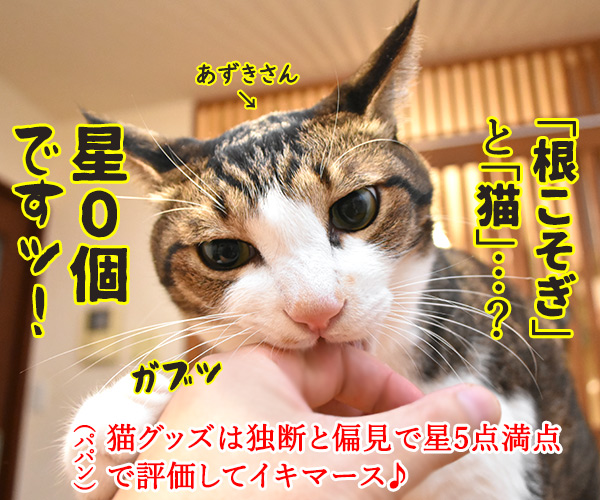 100円ショップの猫グッズを紹介するわよッ 第一回「PETWARE ペットのかぶりもの」 ねこの写真で4コマ漫画 2コマ目ッ